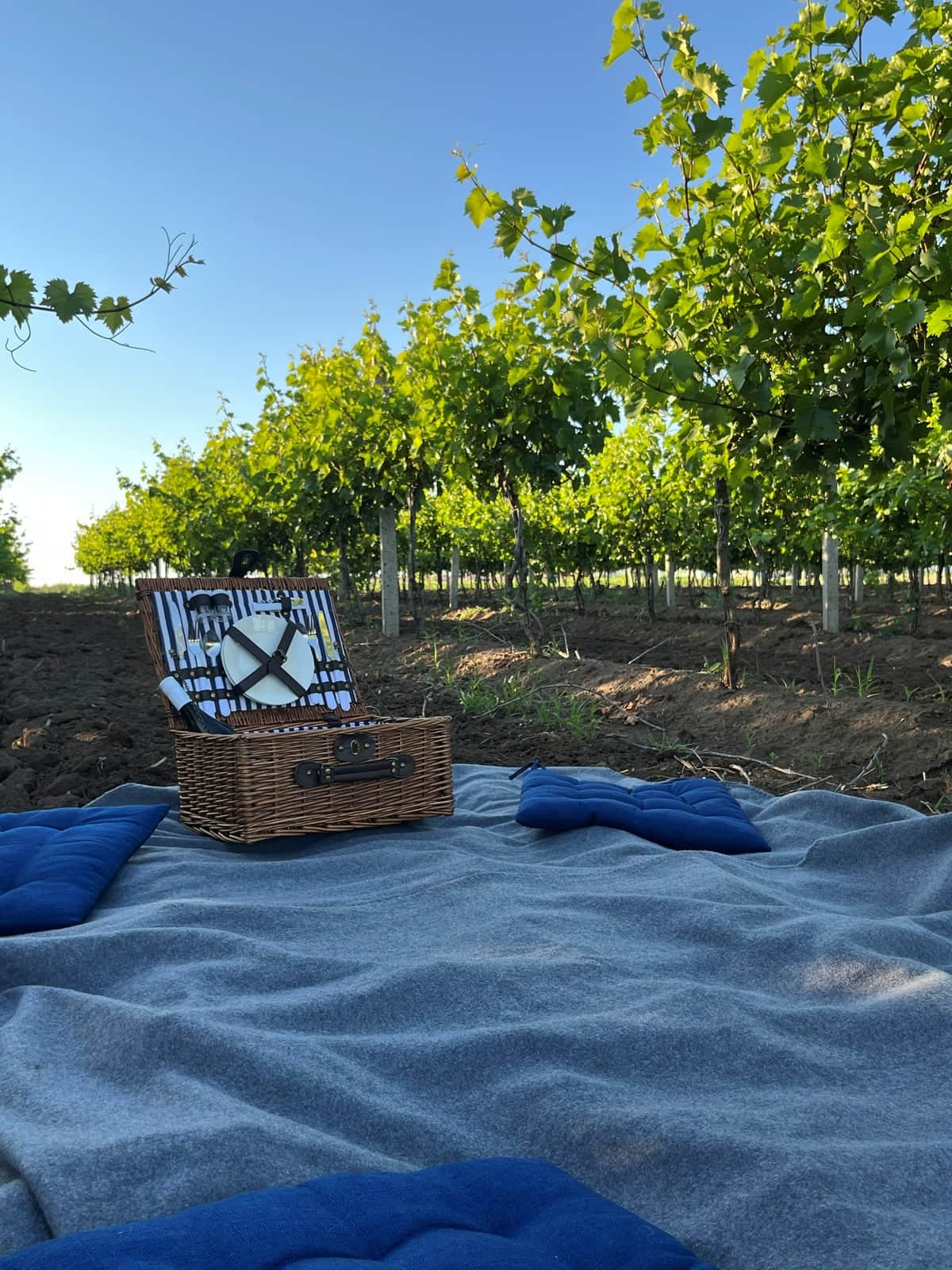 A picnic among the vines